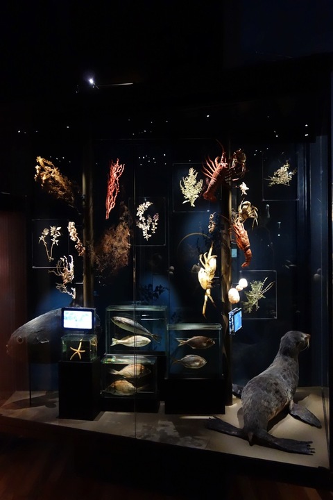Sala Biodiversidad, Museo de Historia Natural de Valparaíso